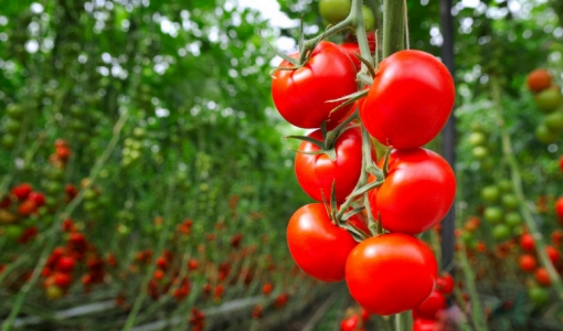 12 benefícios do tomate e como consumir