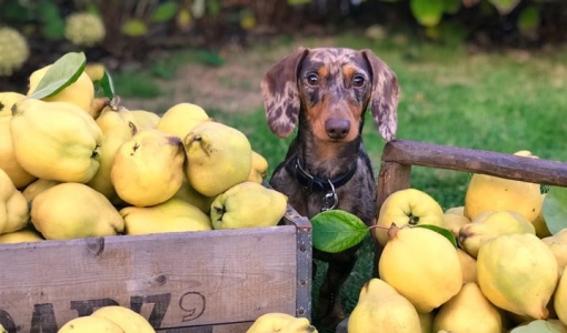 Frutas que cachorro pode comer: confira uma lista especial
