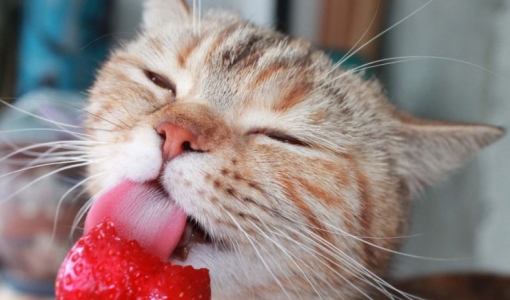 8 frutas que gatos podem comer sem medo