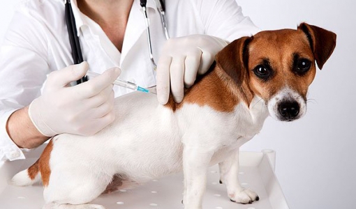 Qual é a importância da vacinação para cães? A Petz explica!