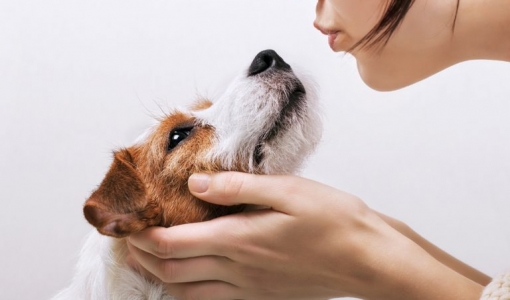 Beijar seu pet faz mal: mito ou verdade