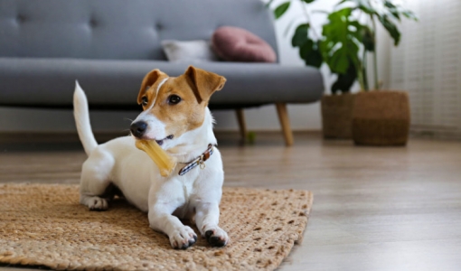 5 dicas para uma boa convivência com cachorro em apartamento 